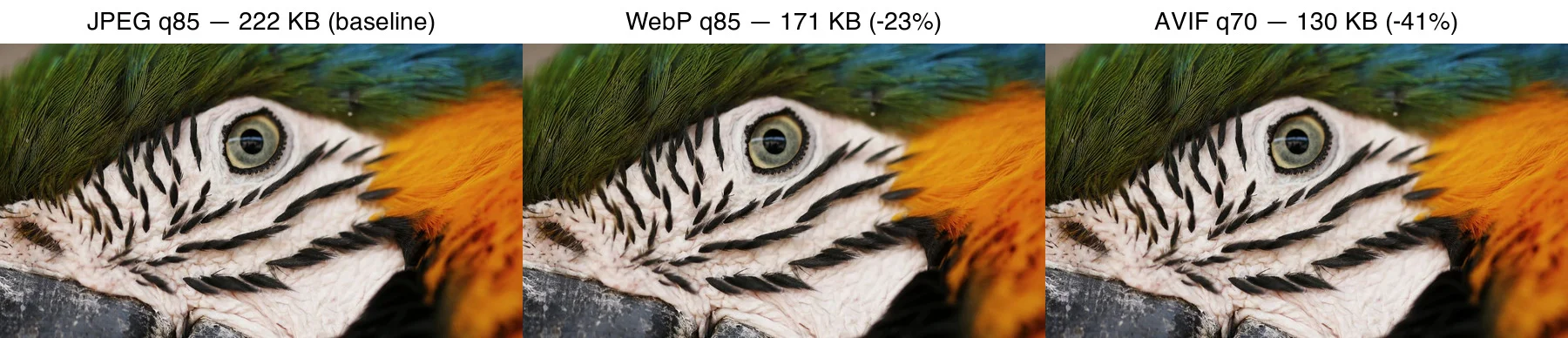 Same macaw feather photo encoded as JPEG q85 (222 KB), WebP q85 (171 KB), and AVIF q70 (130 KB), labeled