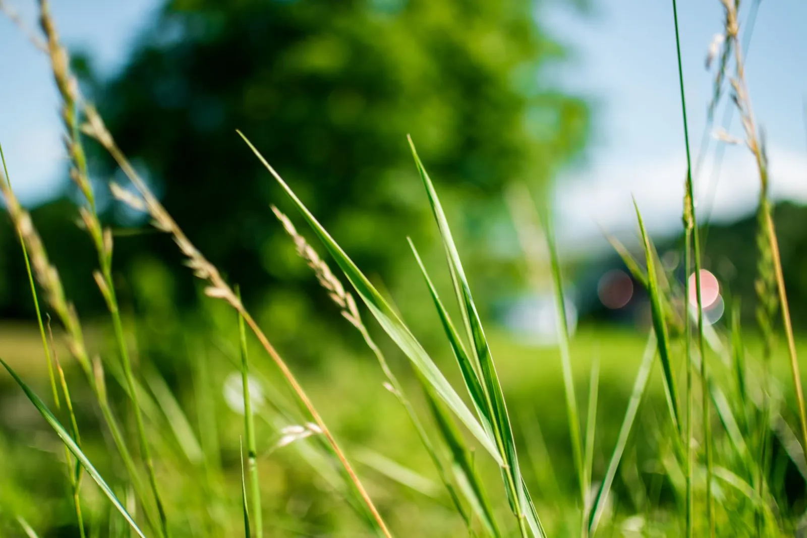 Macro image of vibrant green grass blades in focus against a blurred natural background, showing true depth of field