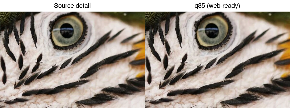 Source detail next to the q85 web-ready result: at display size the compressed version is indistinguishable