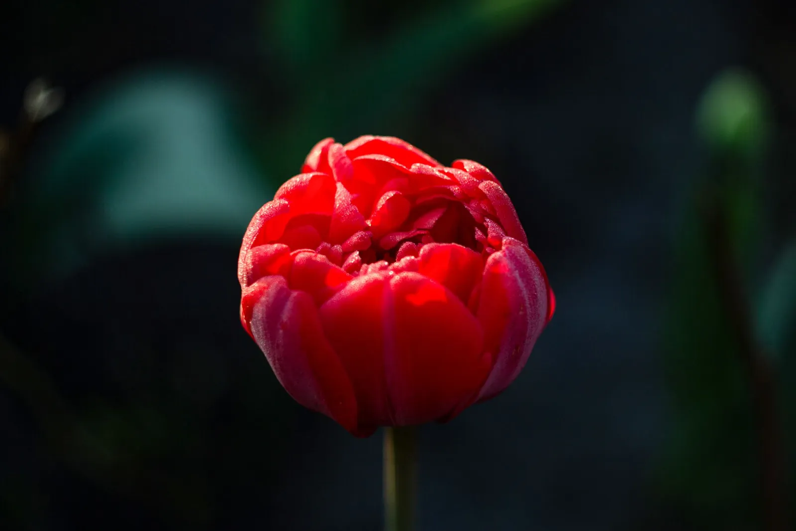 Close-up of a vibrant red tulip shown as a single-color focal subject against dark desaturated foliage