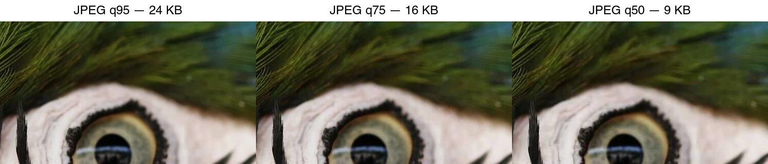 Same feather crop as JPEG q95 (24 KB), q75 (16 KB), q50 (9 KB): lower quality brings 8x8 blocking