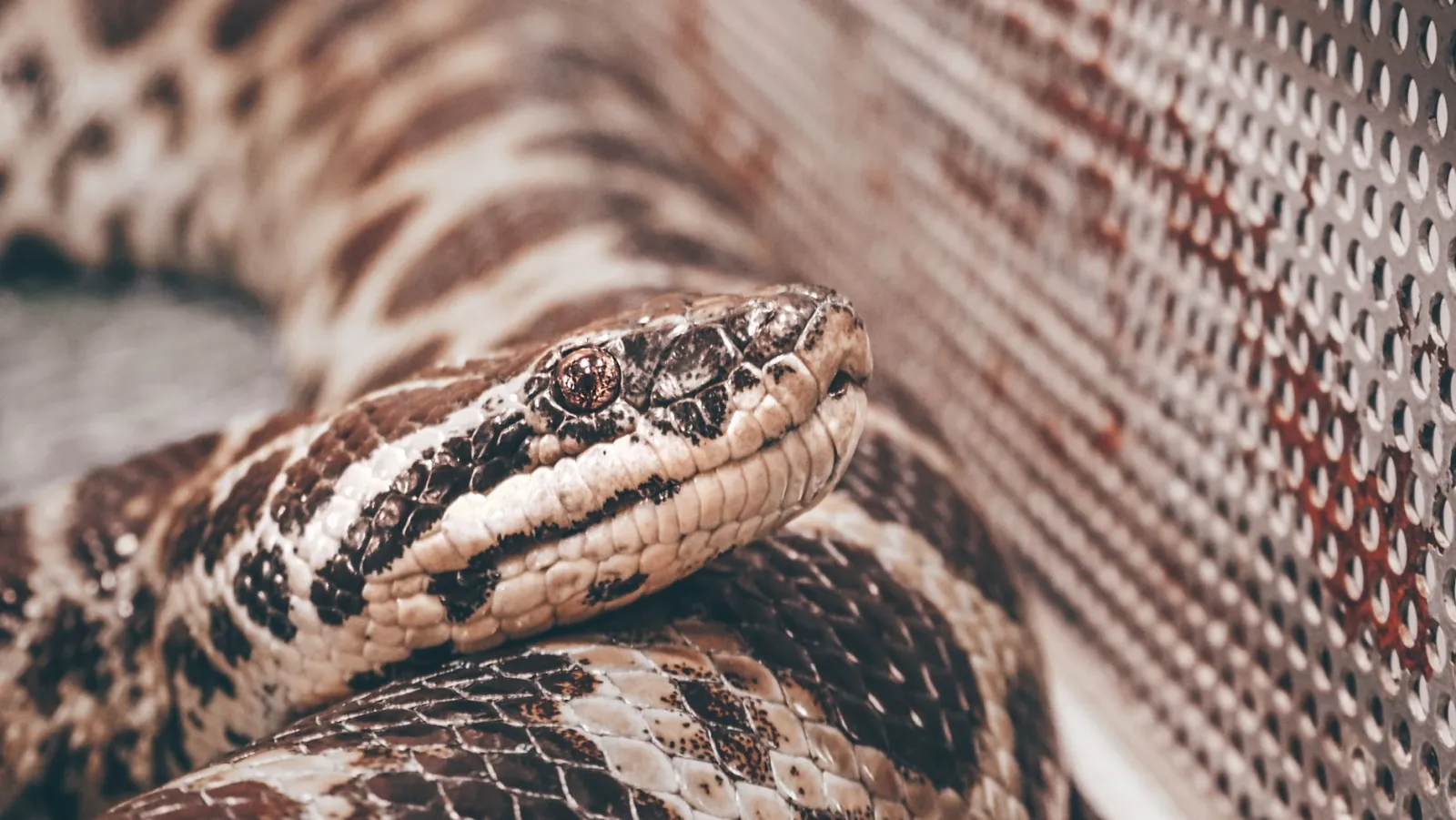 Detailed close-up image of a python resting on perforated surface.